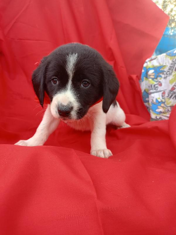 “Otto Cuori in Cerca di Casa” ❤️ Foto 7
